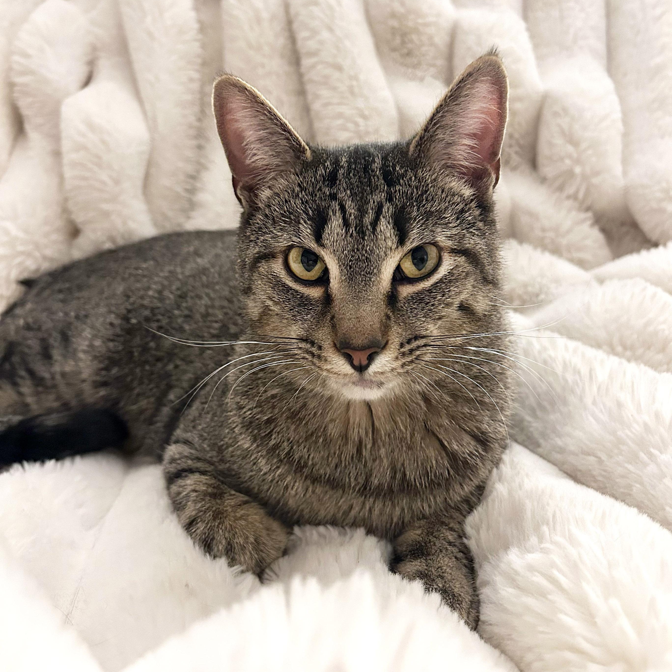 Enlarge Bambino, a Adoptable Tabby in Chicago, IL image 6/6