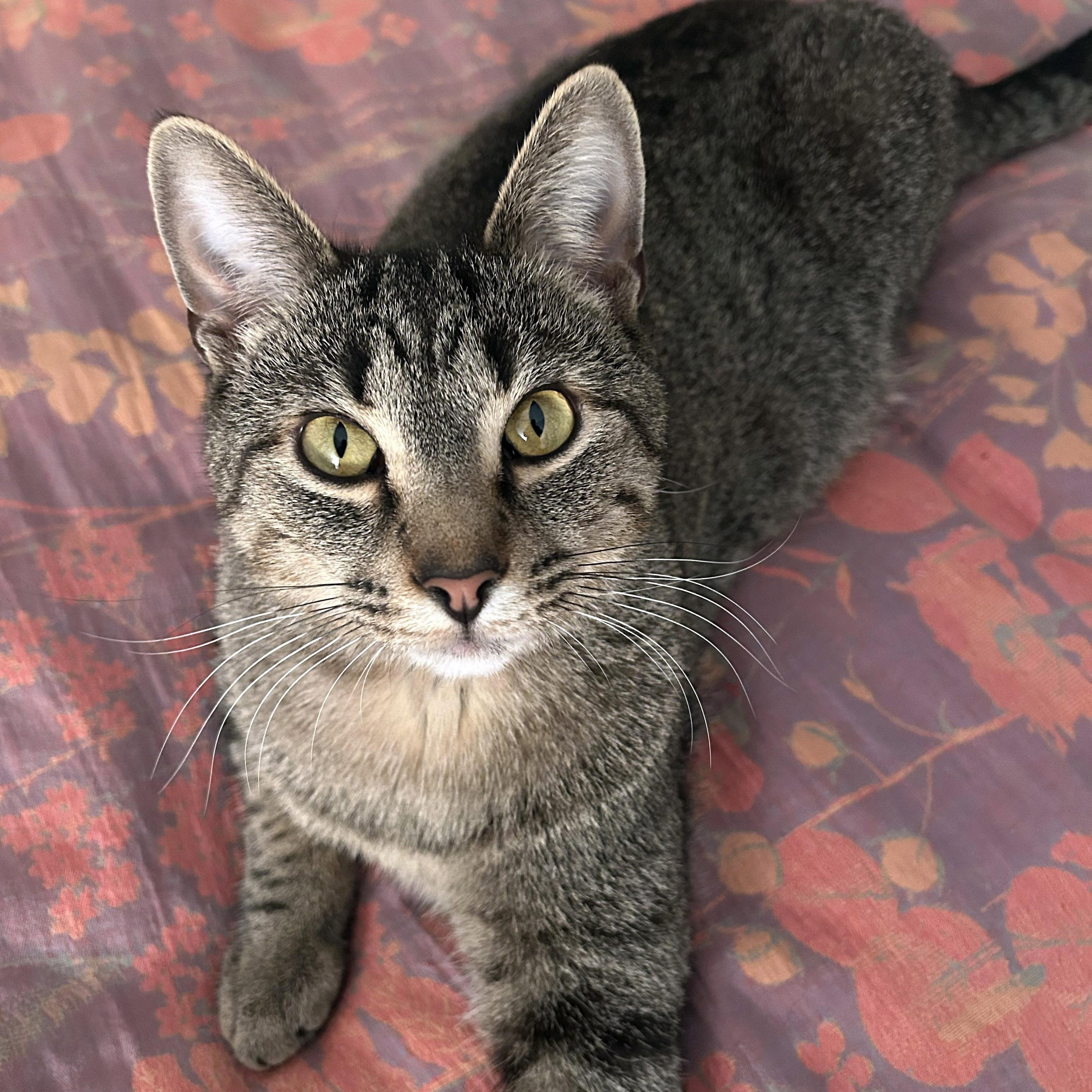 Bambino, Adoptable, Adult Male Tabby.