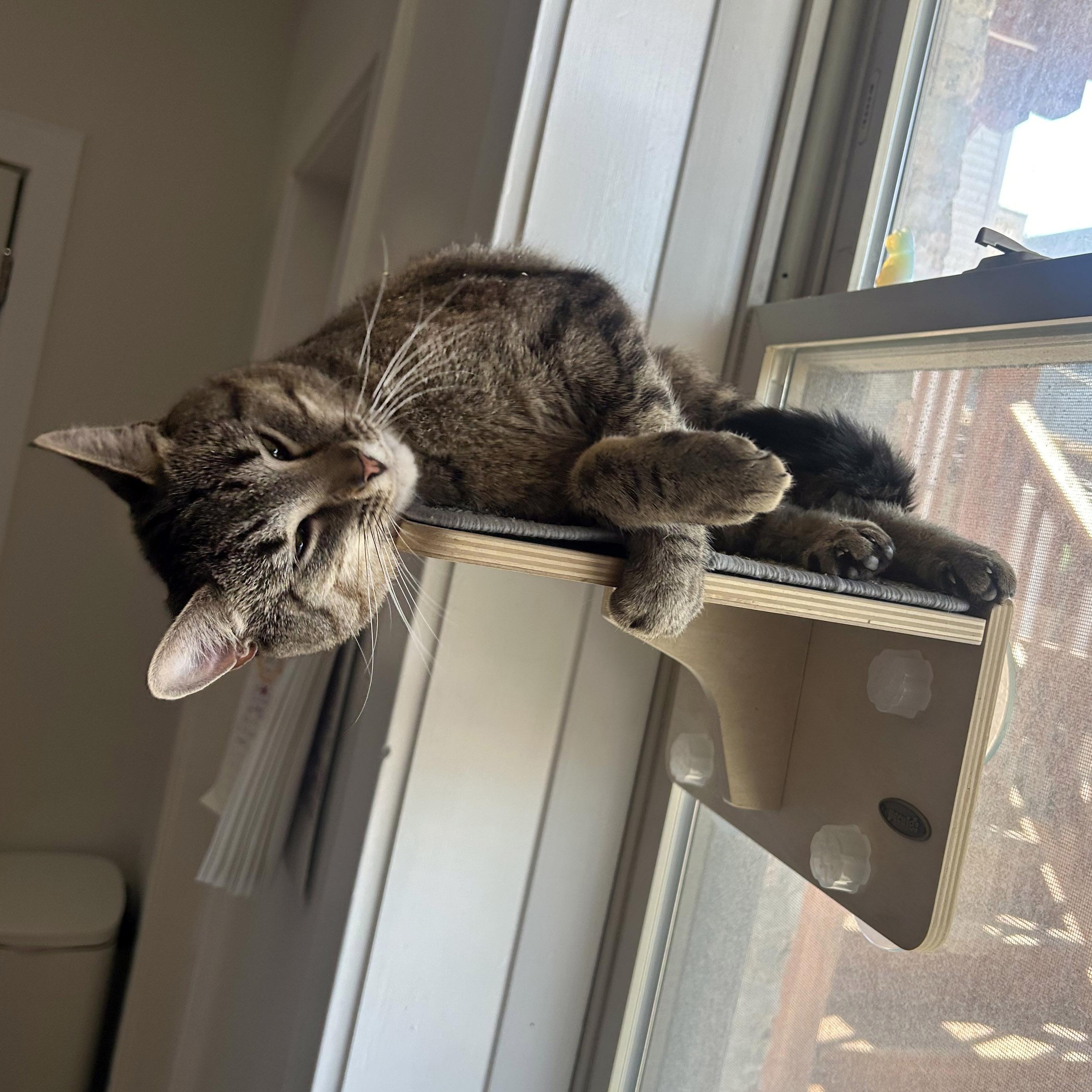 Enlarge Bambino, a Adoptable Tabby in Chicago, IL image 4/6