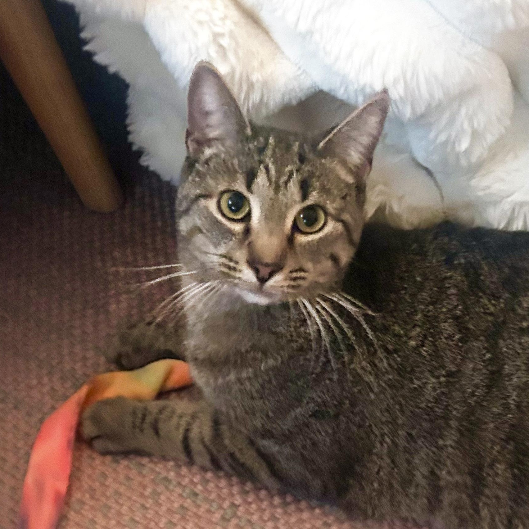 Enlarge Bambino, a Adoptable Tabby in Chicago, IL image 2/6