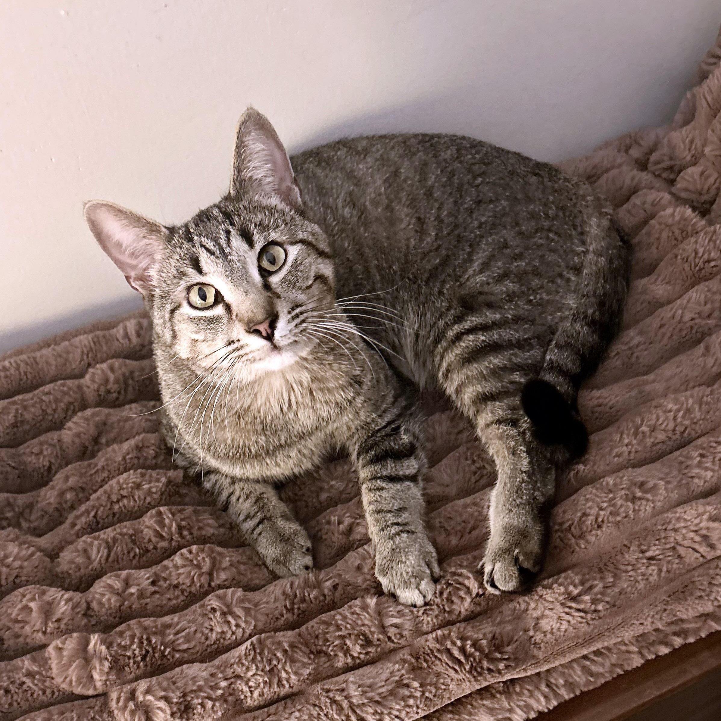 Enlarge Bambino, a Adoptable Tabby in Chicago, IL image 3/6
