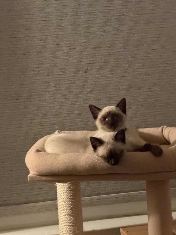 Socks, Adoptable, Kitten Female Siamese & Domestic Short Hair.