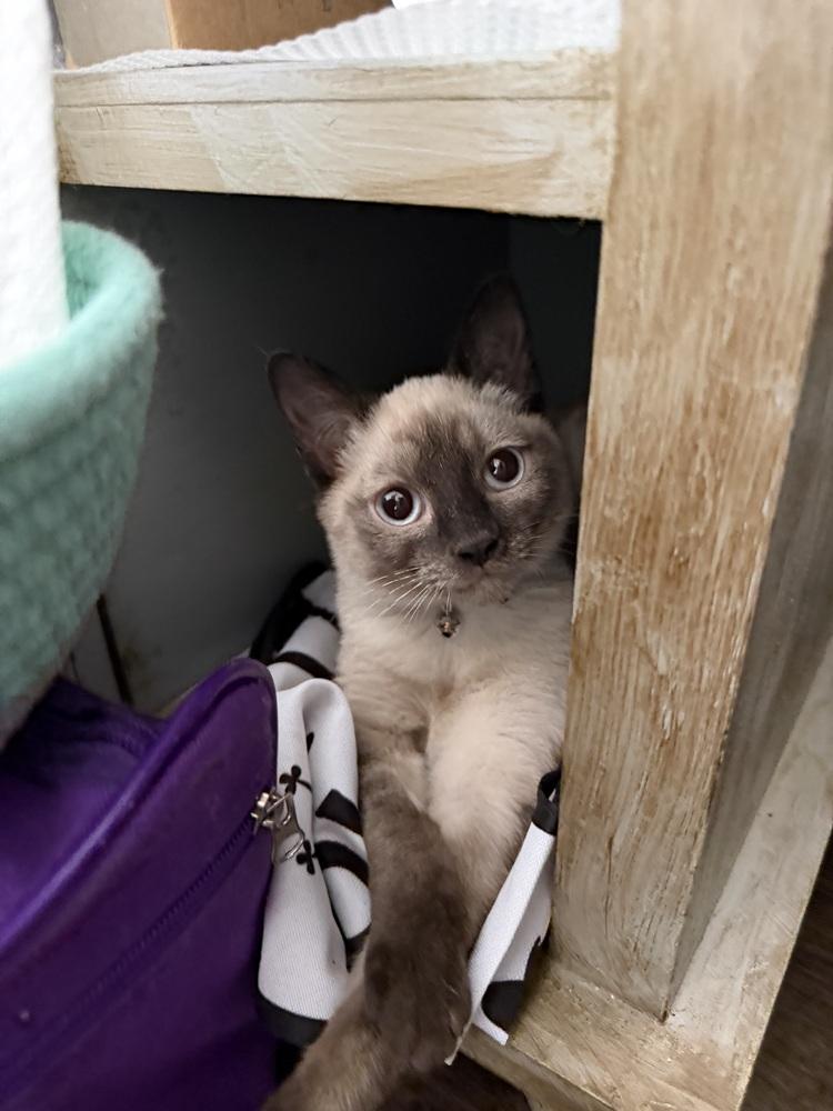 Enlarge Socks, a Adoptable mixed breed in Richardson, TX image 2/6