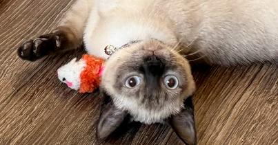 Enlarge Socks, a Adoptable mixed breed in Richardson, TX image 3/6