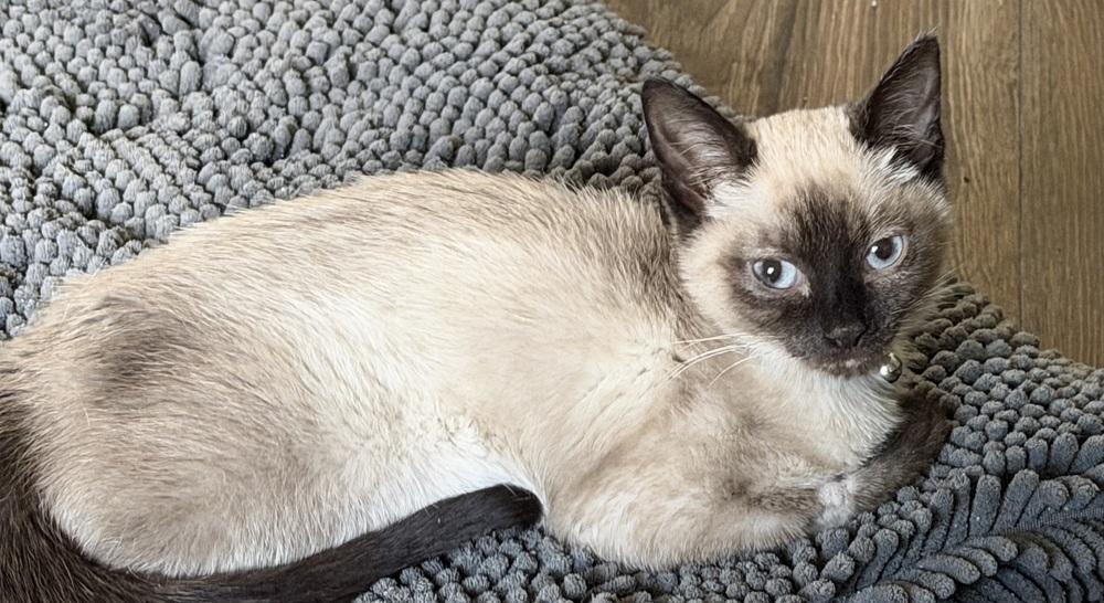 Enlarge Socks, a Adoptable mixed breed in Richardson, TX image 4/6
