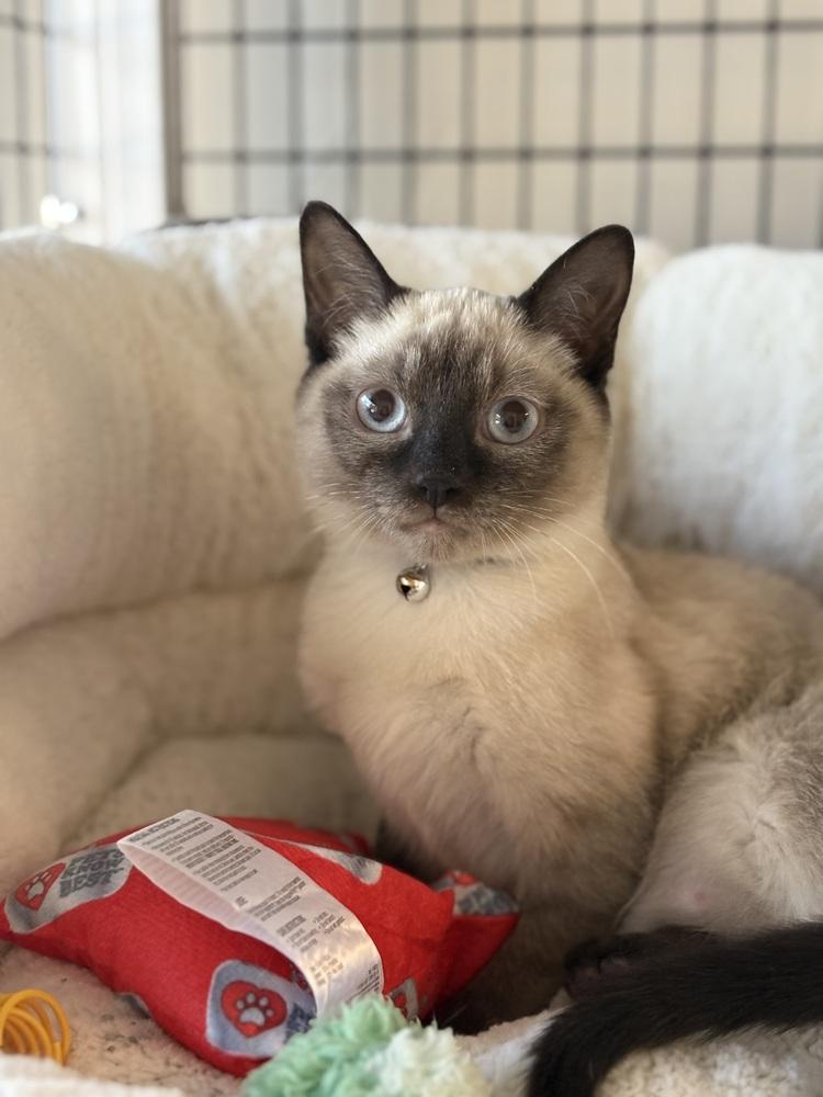 Enlarge Socks, a Adoptable mixed breed in Richardson, TX image 6/6