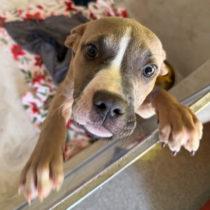 Enlarge Squirmy, a Adoptable mixed breed in Columbia, IL image 1/6