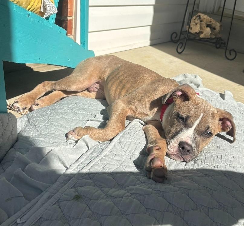 Enlarge Squirmy, a Adoptable mixed breed in Columbia, IL image 2/6