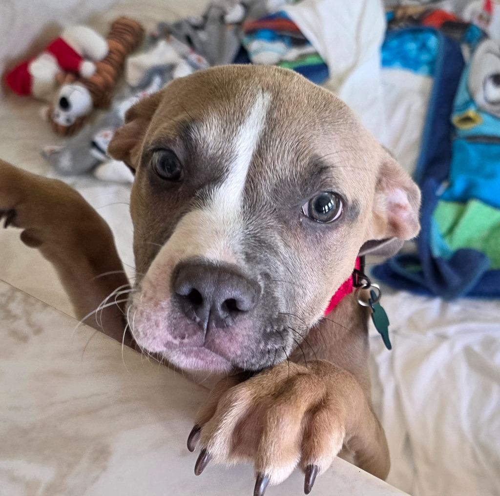 Enlarge Squirmy, a Adoptable mixed breed in Columbia, IL image 3/6
