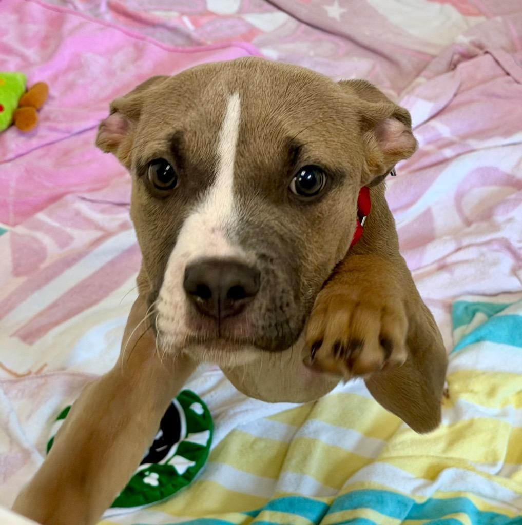 Enlarge Squirmy, a Adoptable mixed breed in Columbia, IL image 4/6