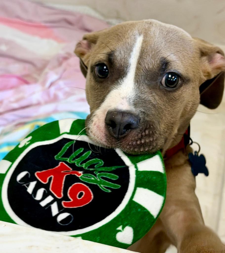 Enlarge Squirmy, a Adoptable mixed breed in Columbia, IL image 5/6