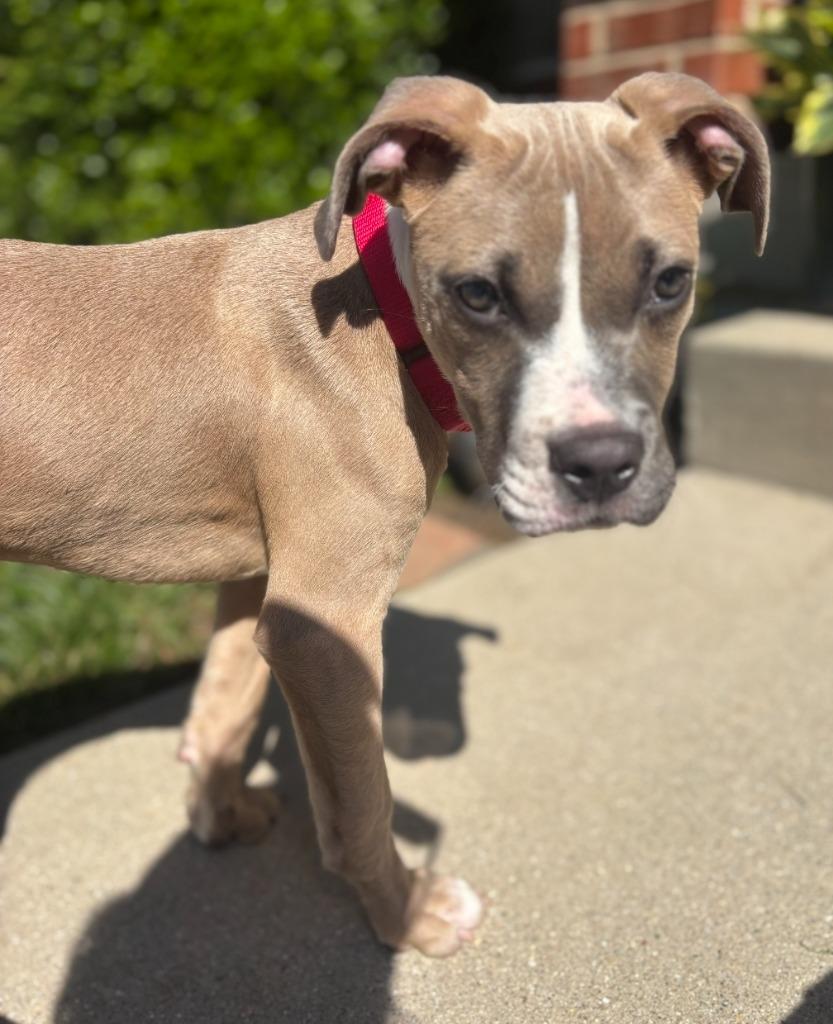 Enlarge Squirmy, a Adoptable mixed breed in Columbia, IL image 6/6