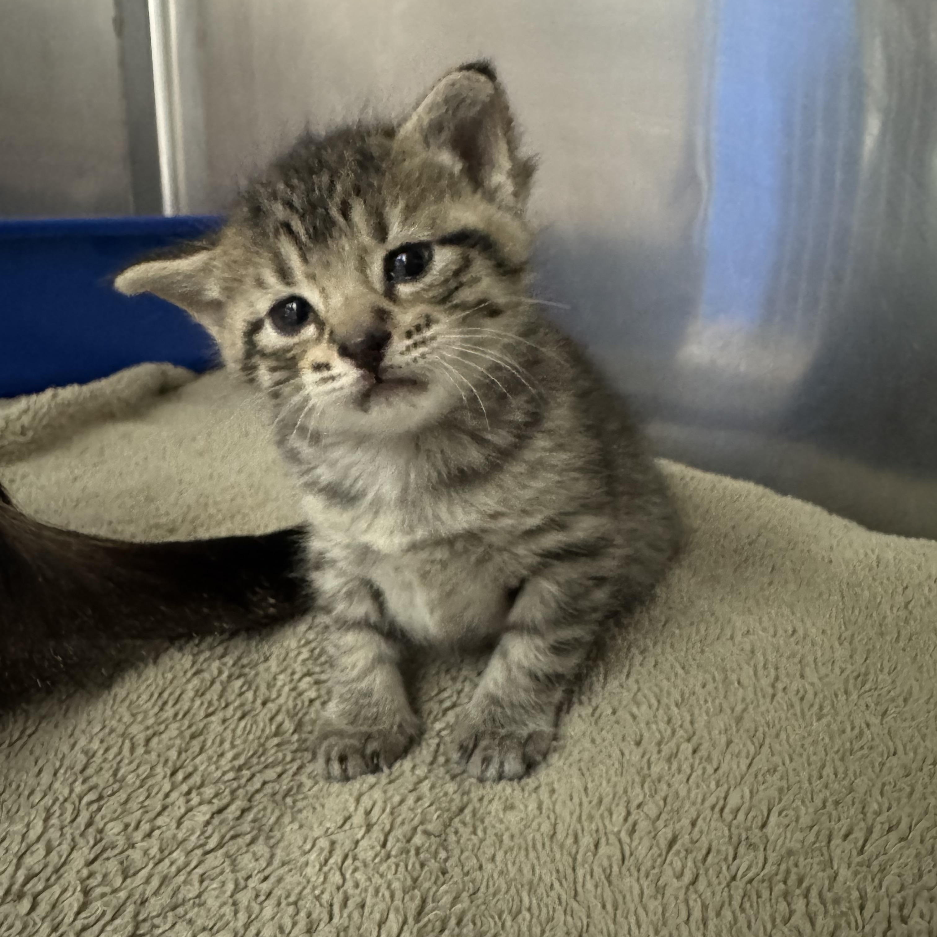 Minnow, a Adopted Domestic Short Hair in St. Clair Shores, MI image 5/5