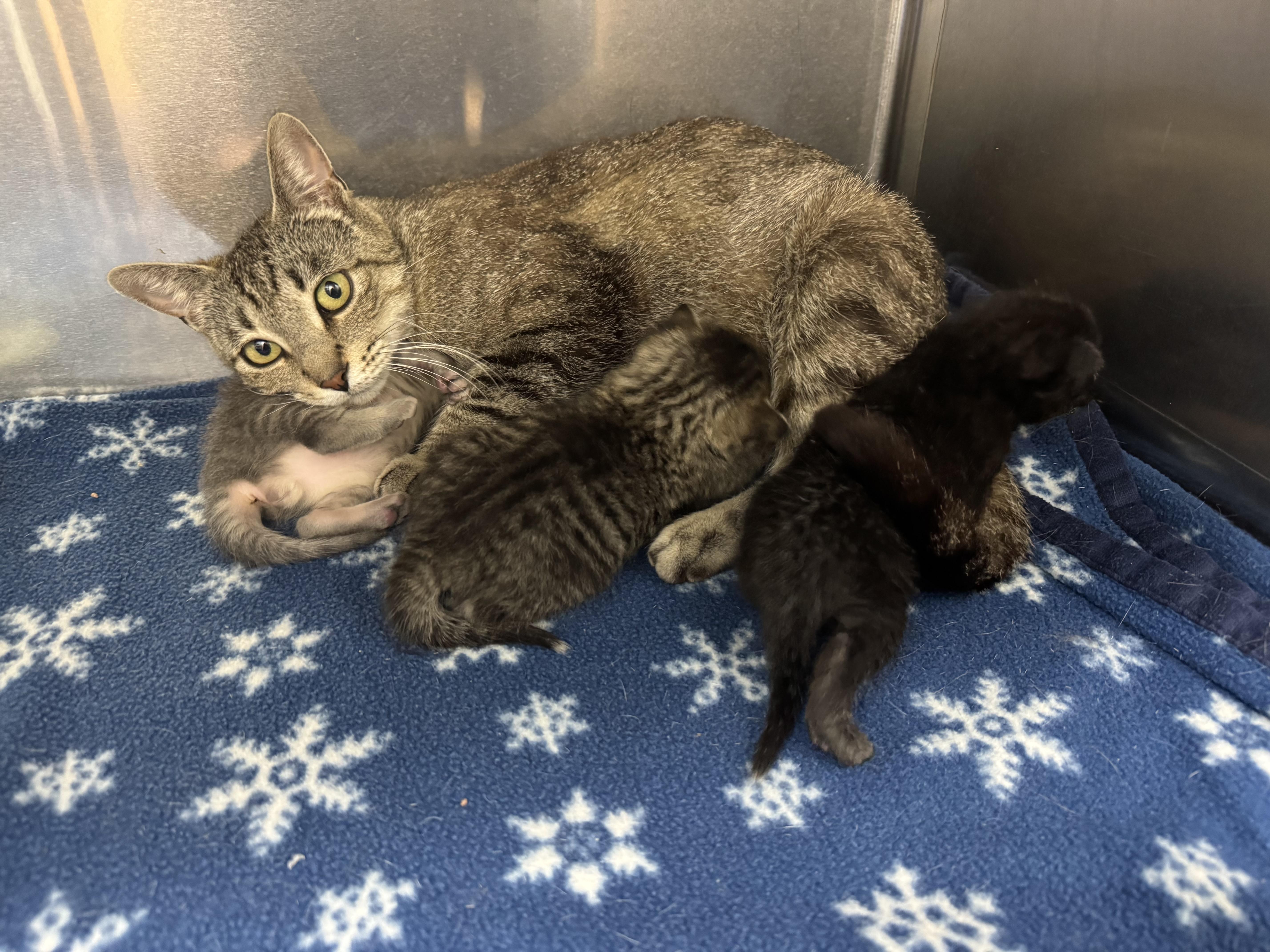 Minnow, a Adopted Domestic Short Hair in St. Clair Shores, MI image 3/5