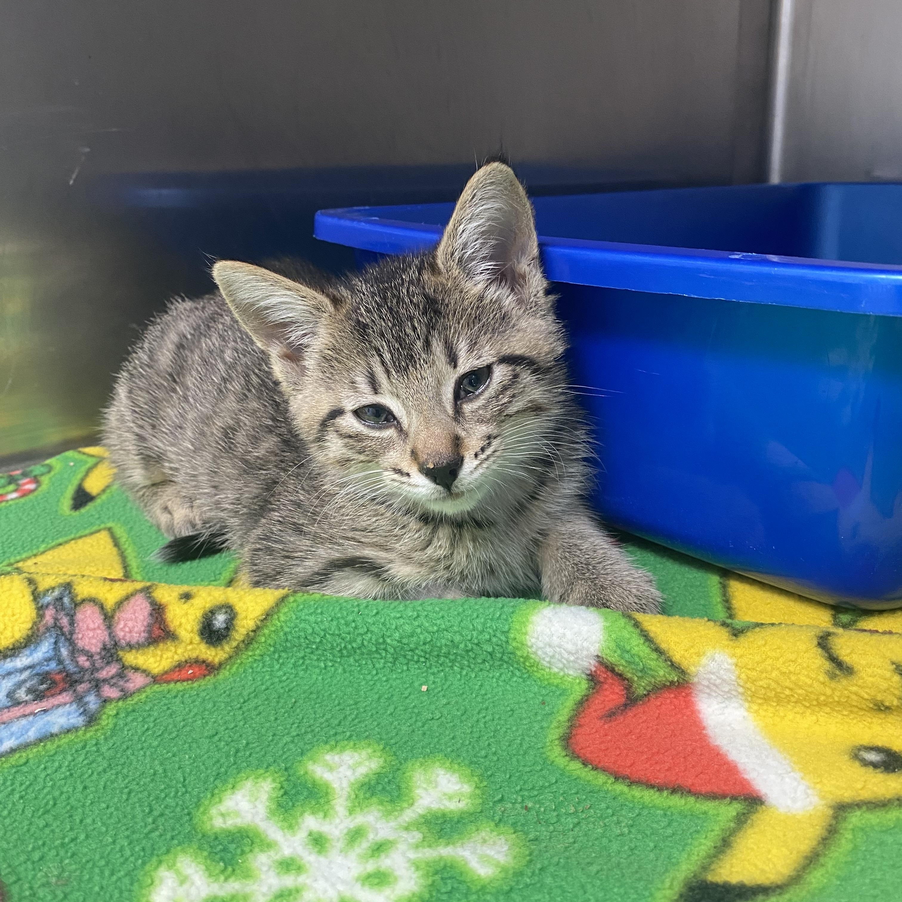 Minnow, a Adopted Domestic Short Hair in St. Clair Shores, MI image 4/5