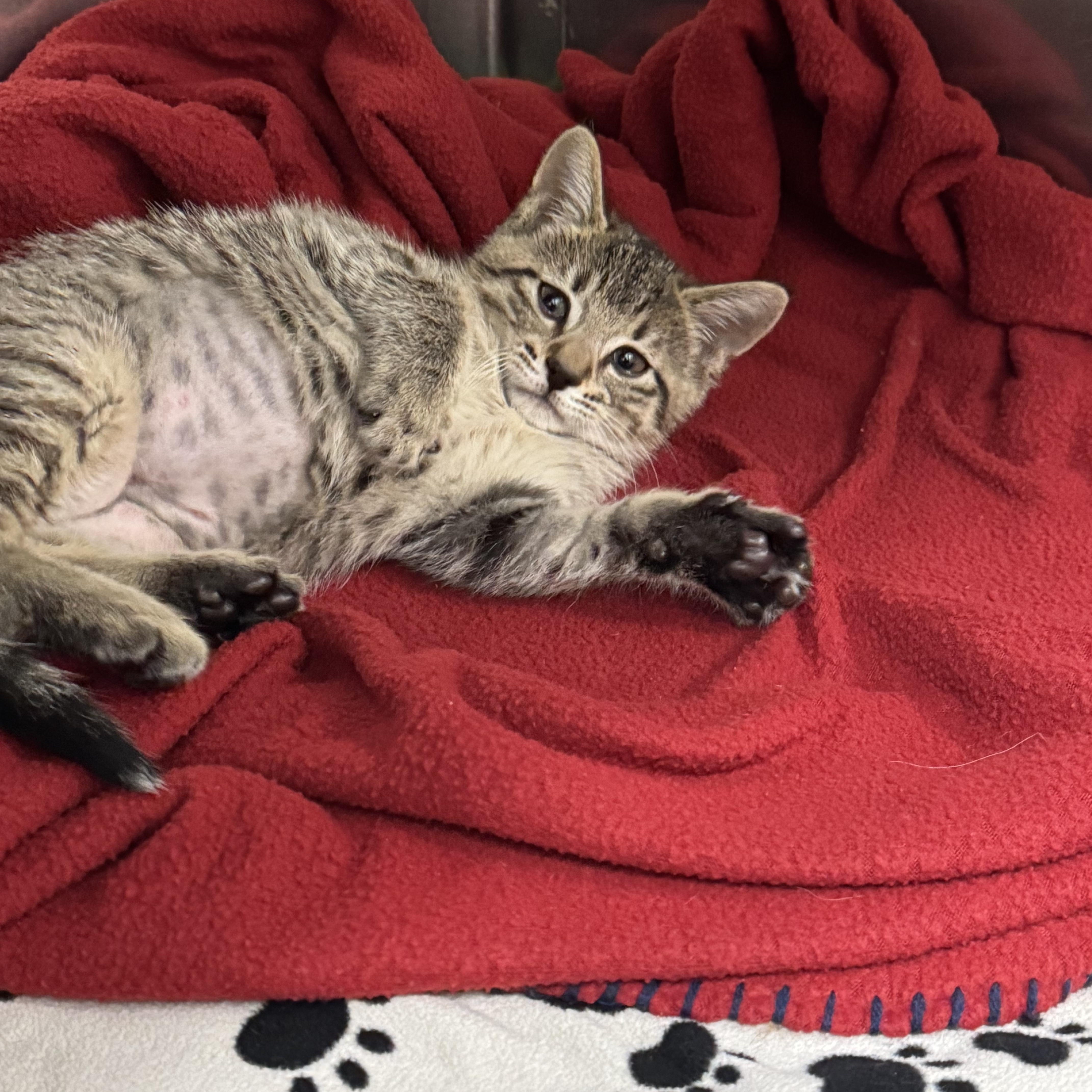 Minnow, a Adopted Domestic Short Hair in St. Clair Shores, MI image 1/5