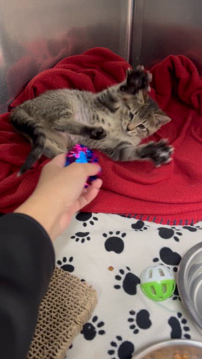 Enlarge Minnow, a Adopted Domestic Short Hair in St. Clair Shores, MI video 2/5