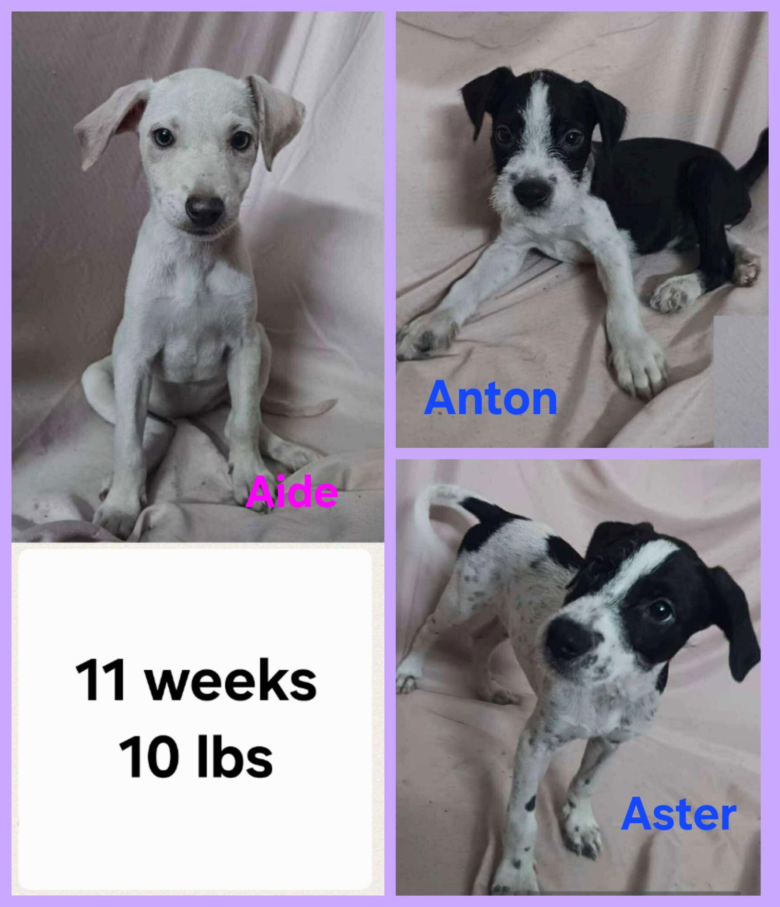 Astor, Adoptable, Puppy Male Parson Russell Terrier & Italian Greyhound.