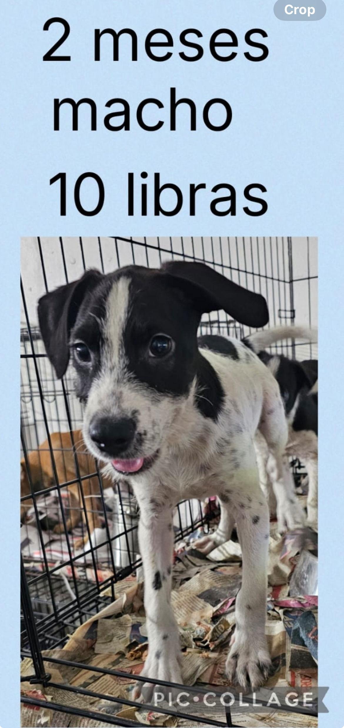 Enlarge Astor, a Adoptable mixed breed in Virginia Beach, VA image 2/3