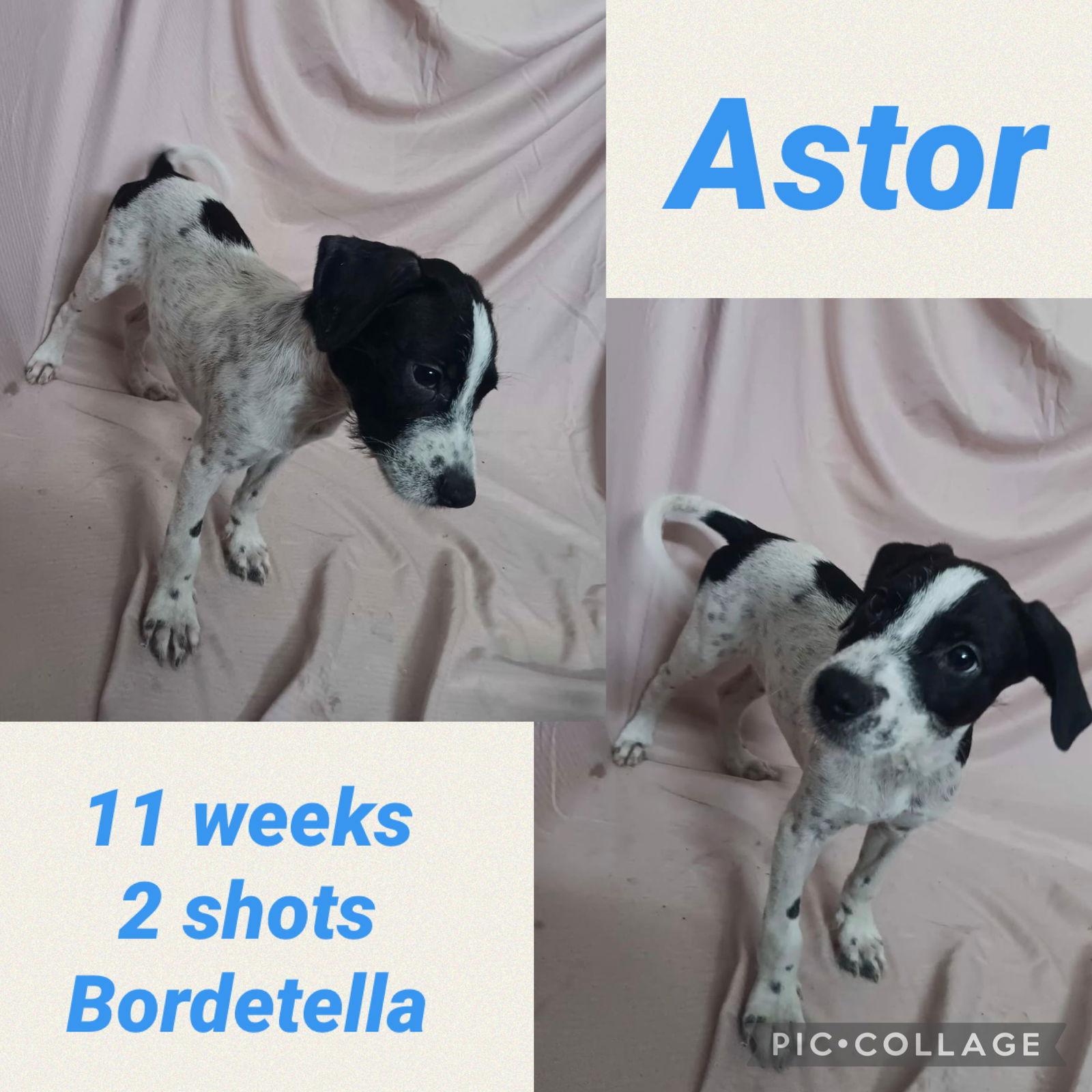 Enlarge Astor, a Adoptable mixed breed in Virginia Beach, VA image 3/3