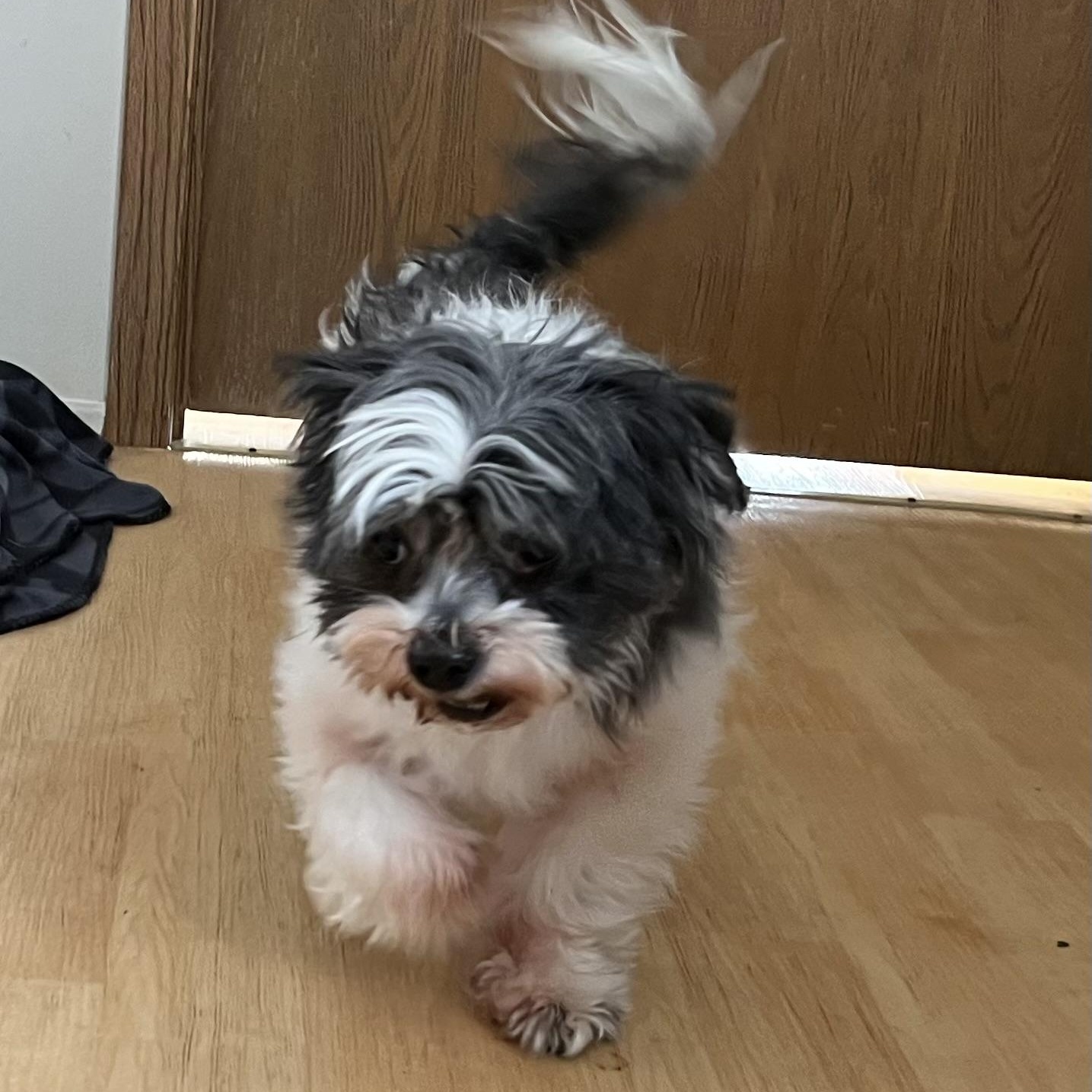 Enlarge Sissy and Flash, a Adoptable Shih Tzu in Washington, PA image 4/4
