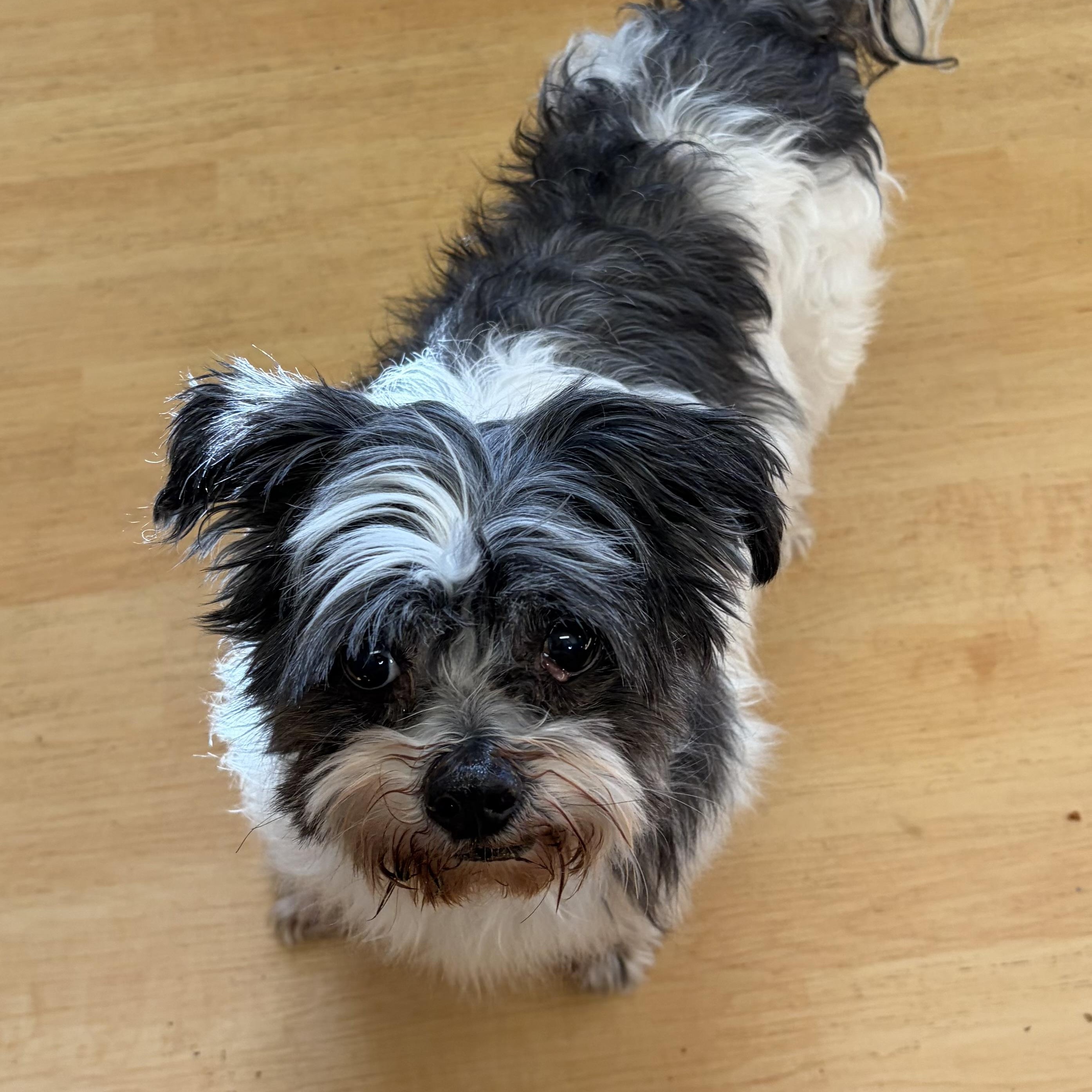 Sissy and Flash, Adoptable, Senior Female Shih Tzu.