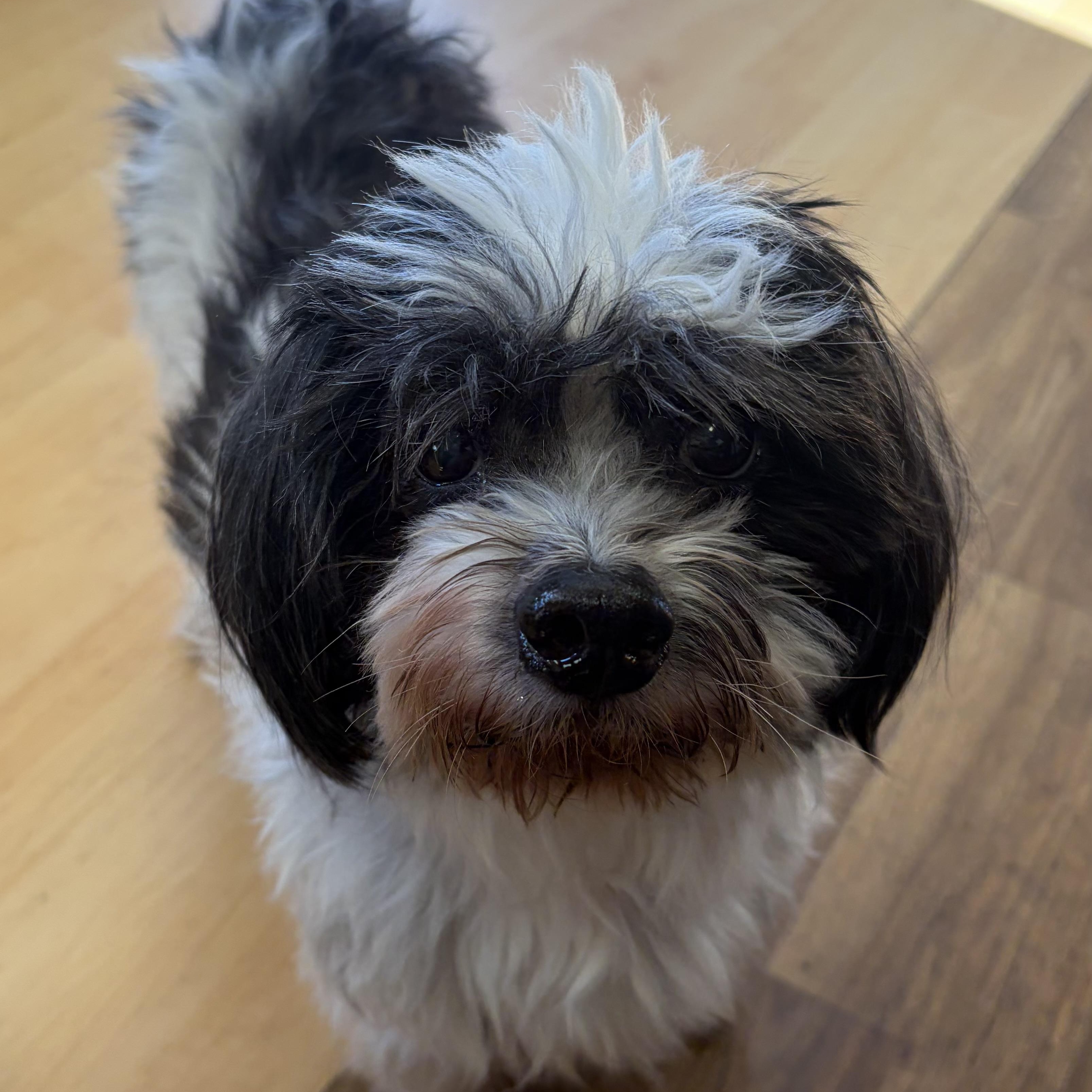 Enlarge Sissy and Flash, a Adoptable Shih Tzu in Washington, PA image 2/4