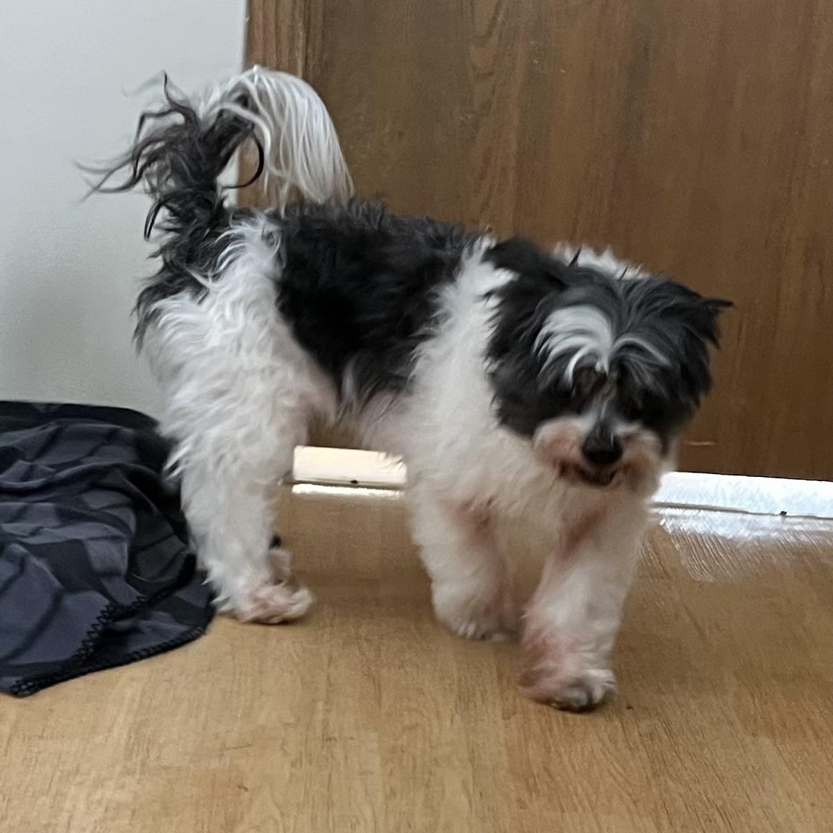 Enlarge Sissy and Flash, a Adoptable Shih Tzu in Washington, PA image 3/4