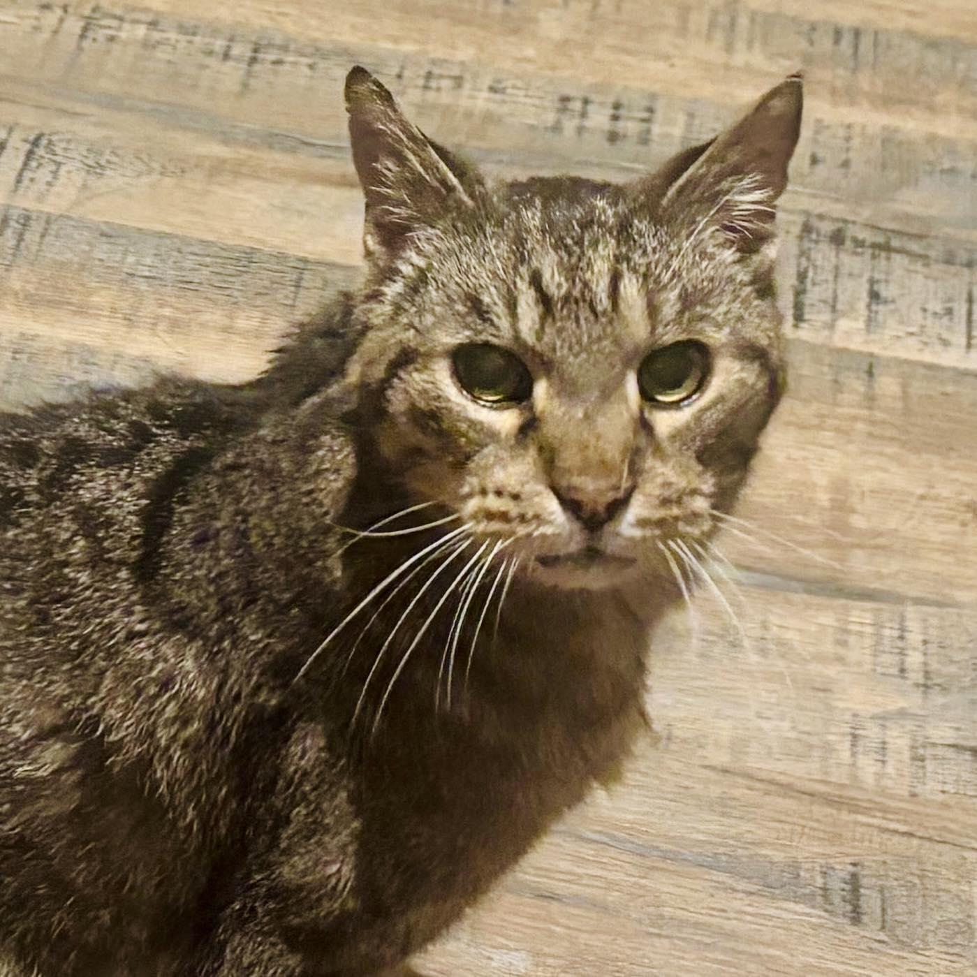 Launey, Adoptable, Senior Male Domestic Short Hair.