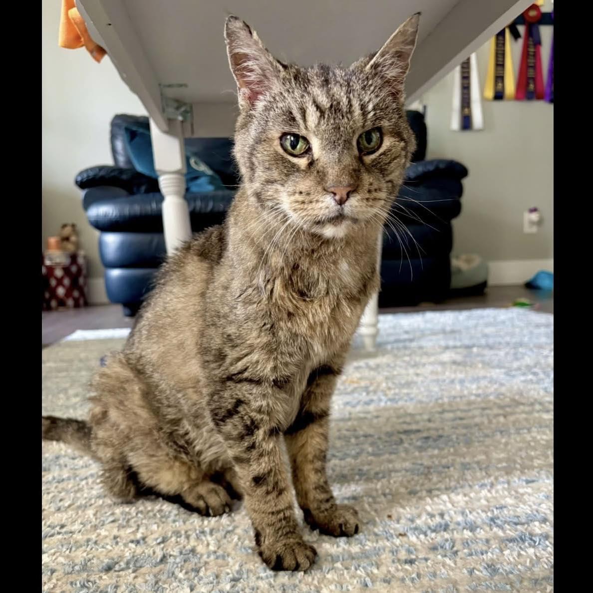 Enlarge Launey, a Adoptable Domestic Short Hair in Prospect, KY image 2/4