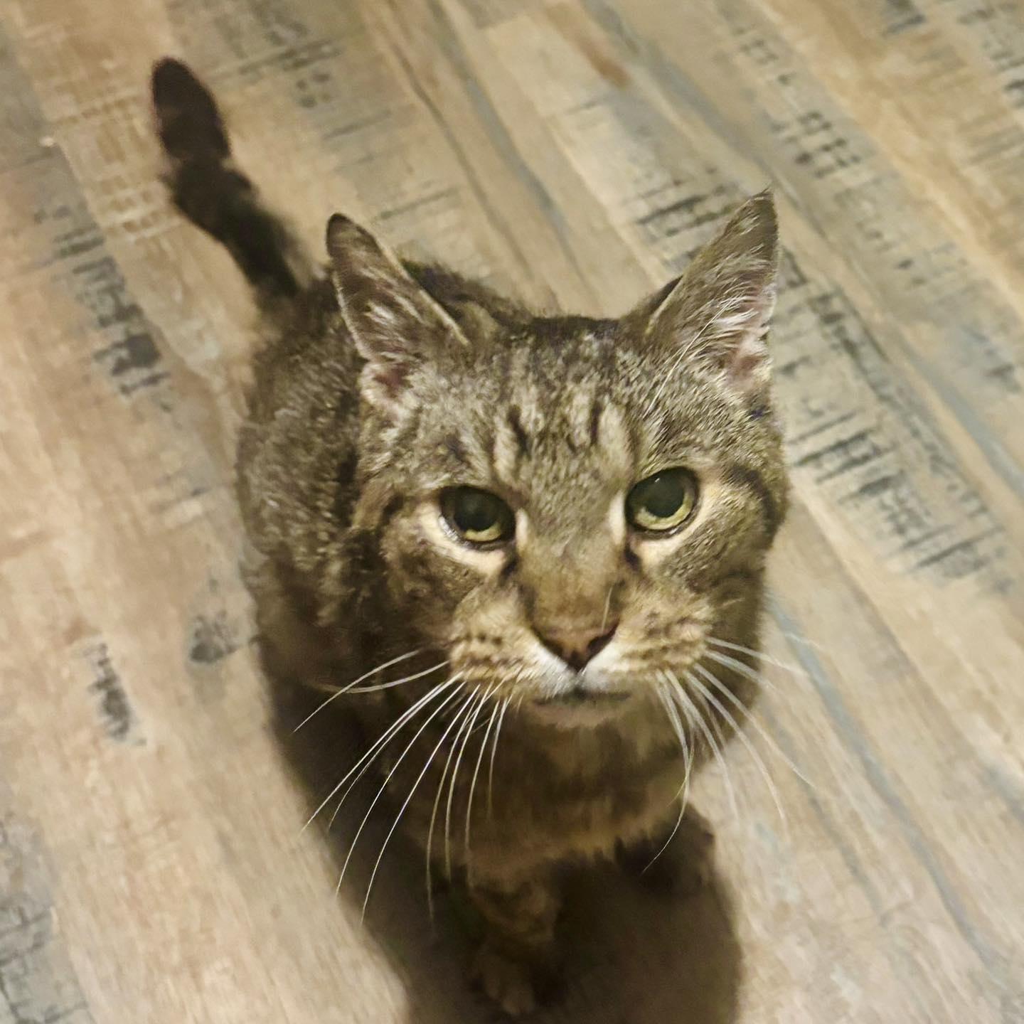 Enlarge Launey, a Adoptable Domestic Short Hair in Prospect, KY image 3/4