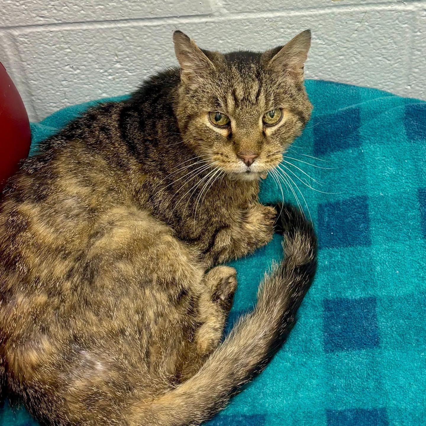 Enlarge Launey, a Adoptable Domestic Short Hair in Prospect, KY image 4/4