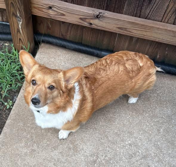Enlarge Blue & Corky, a Adoptable Corgi in Junction City, KS image 2/2