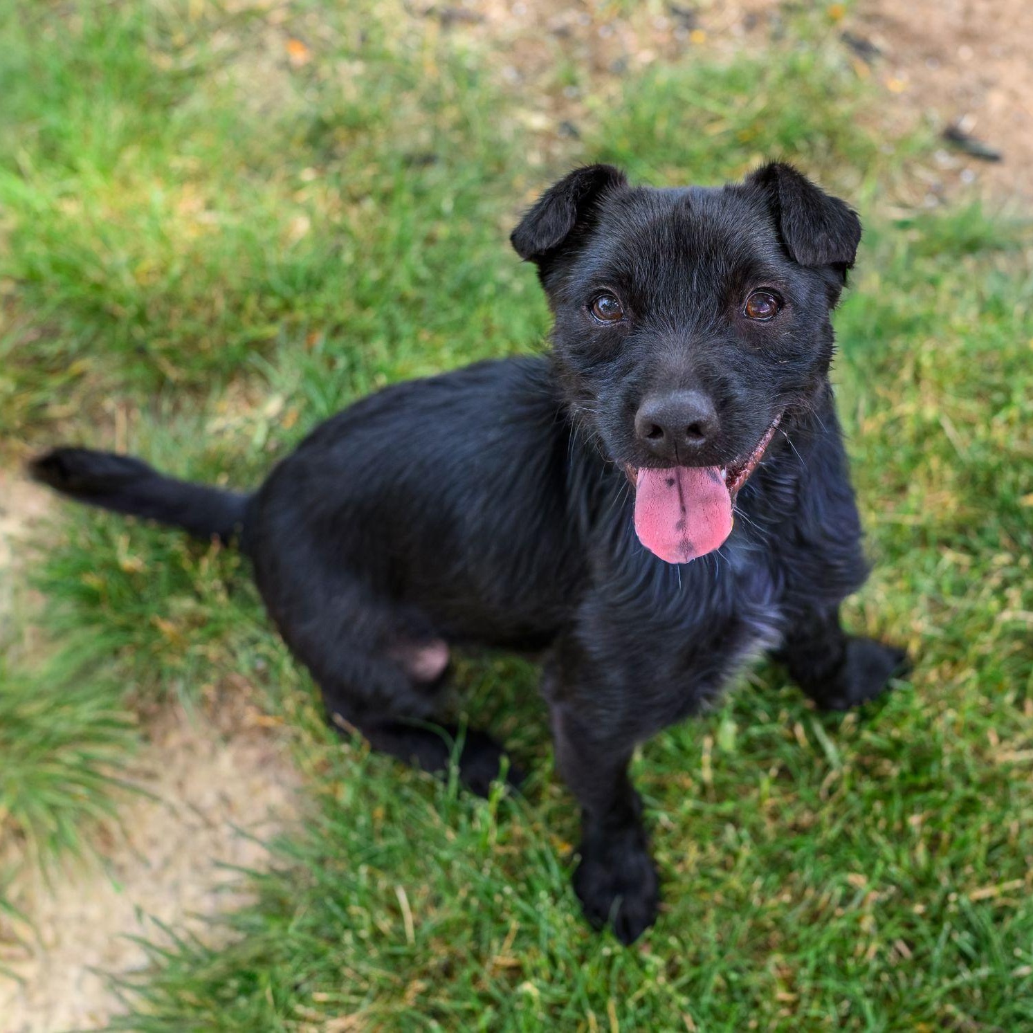 Enlarge ZERO, a ADOPTABLE Terrier in Hamilton, NJ image 1/6