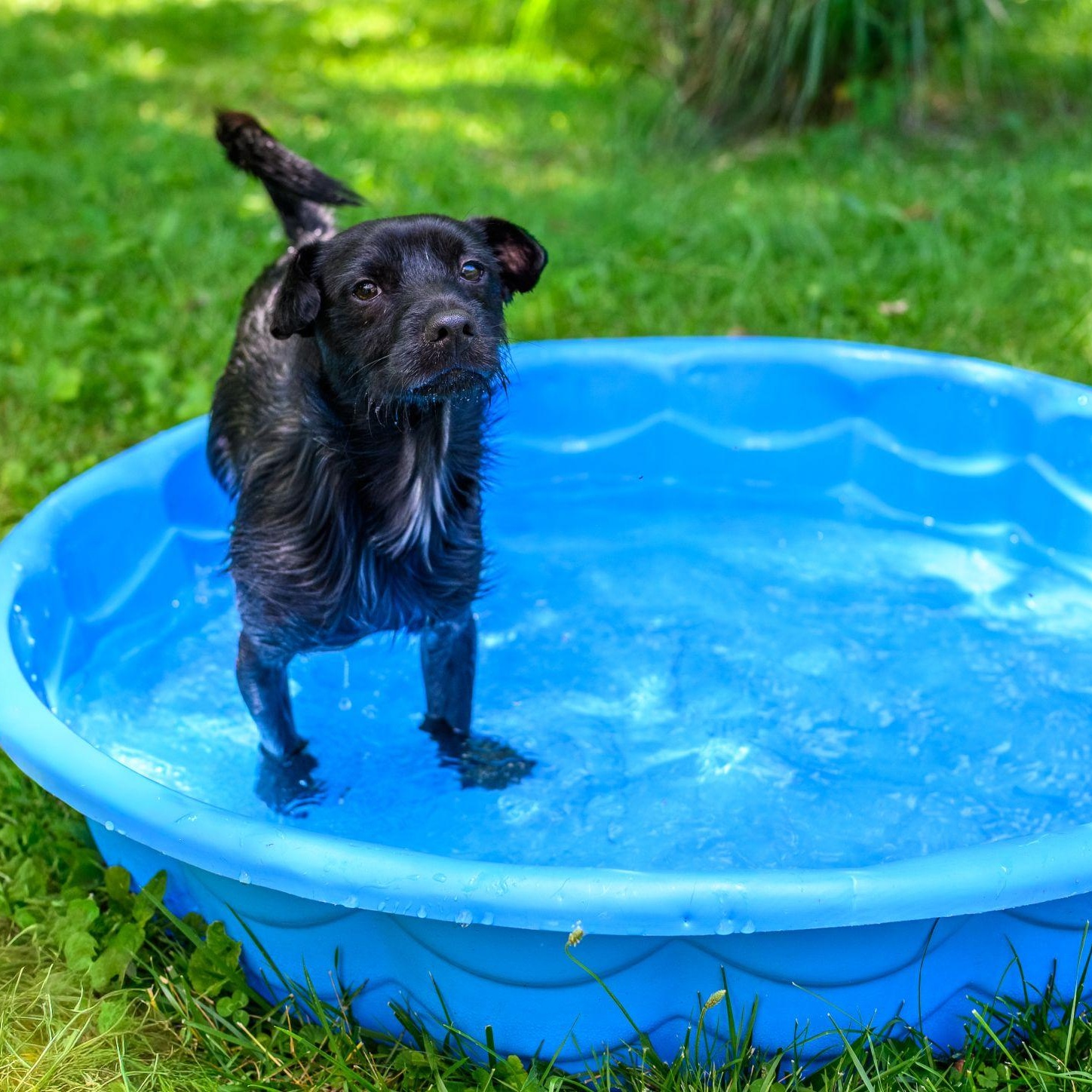 Enlarge ZERO, a ADOPTABLE Terrier in Hamilton, NJ image 5/6