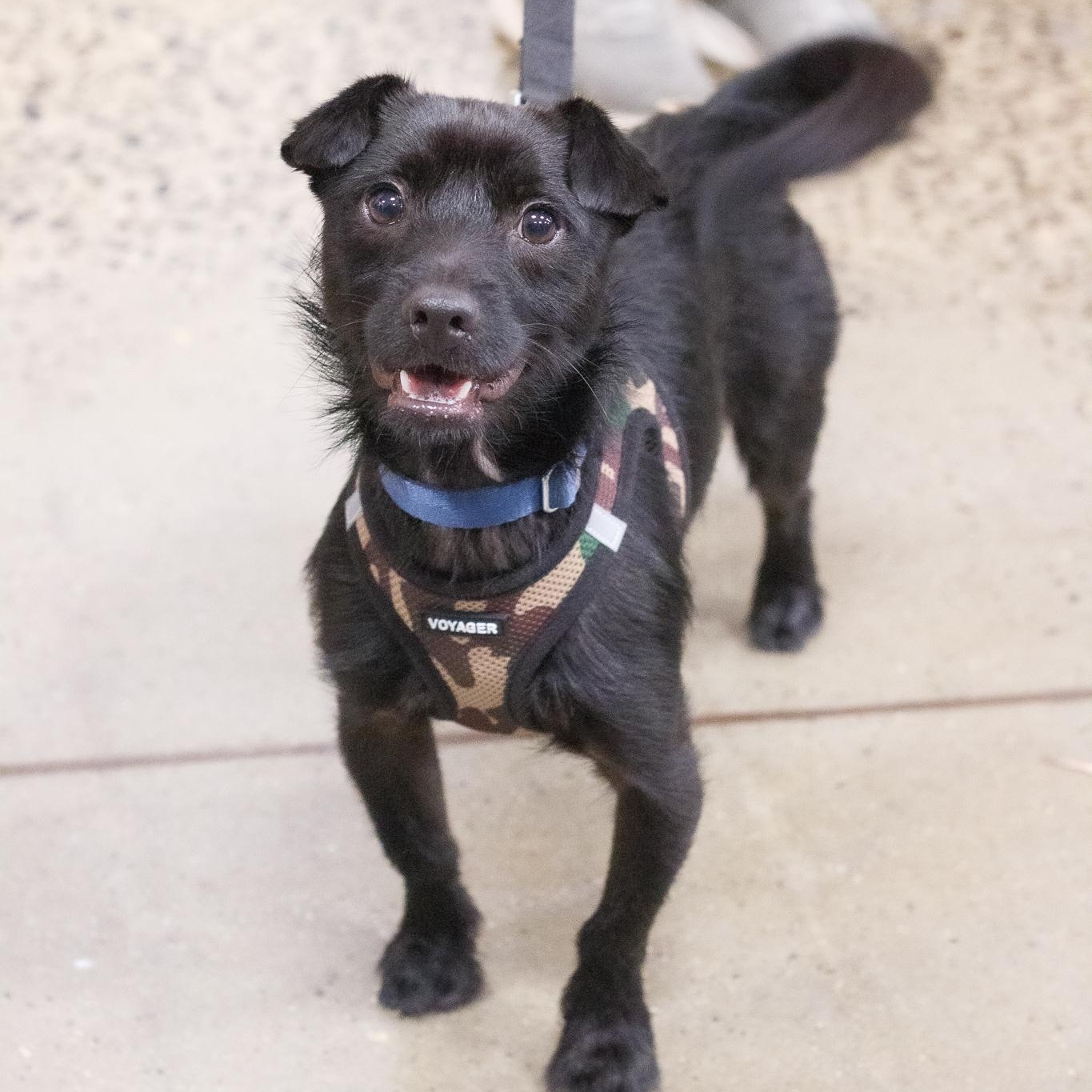 Enlarge ZERO, a ADOPTABLE Terrier in Hamilton, NJ image 6/6