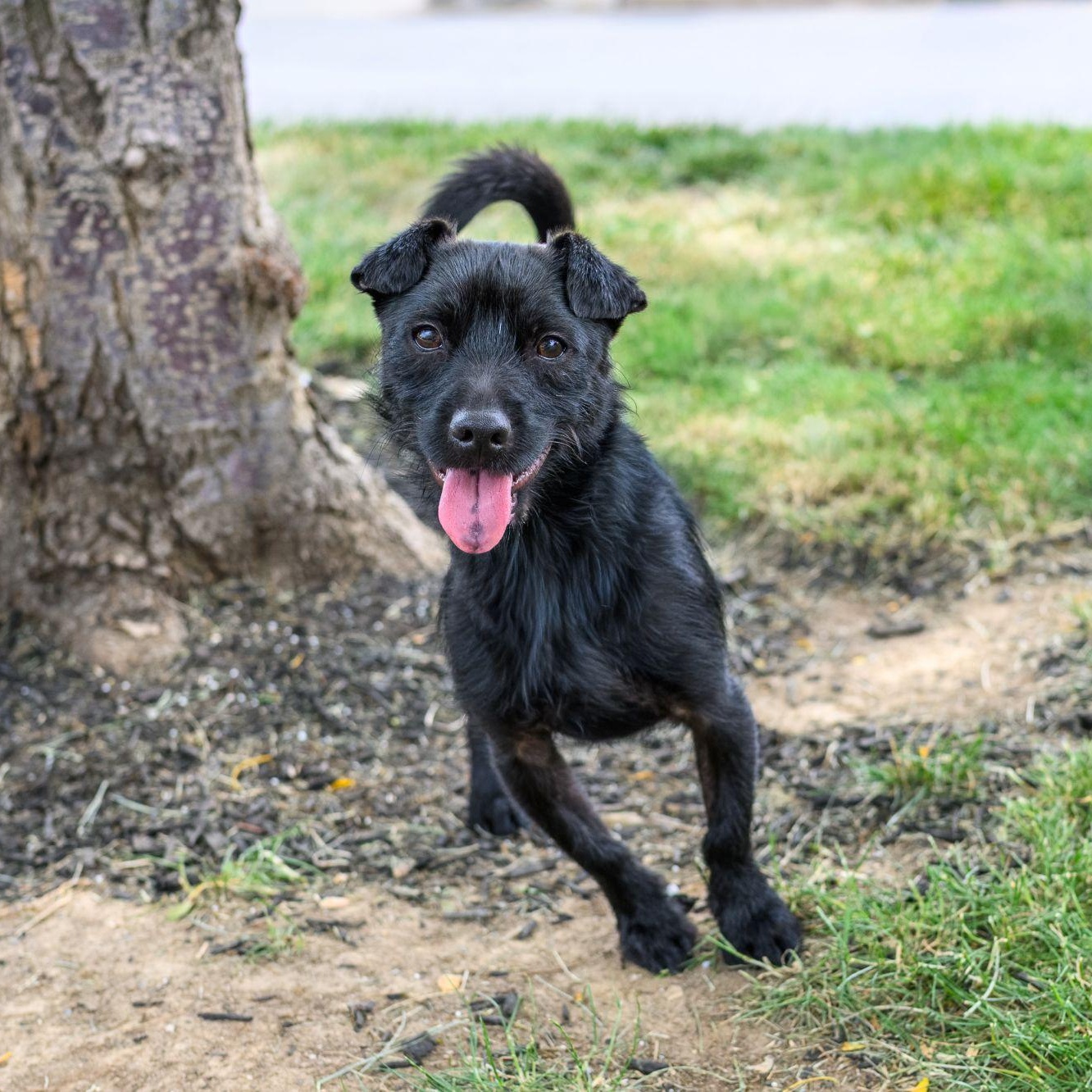 Enlarge ZERO, a ADOPTABLE Terrier in Hamilton, NJ image 3/6