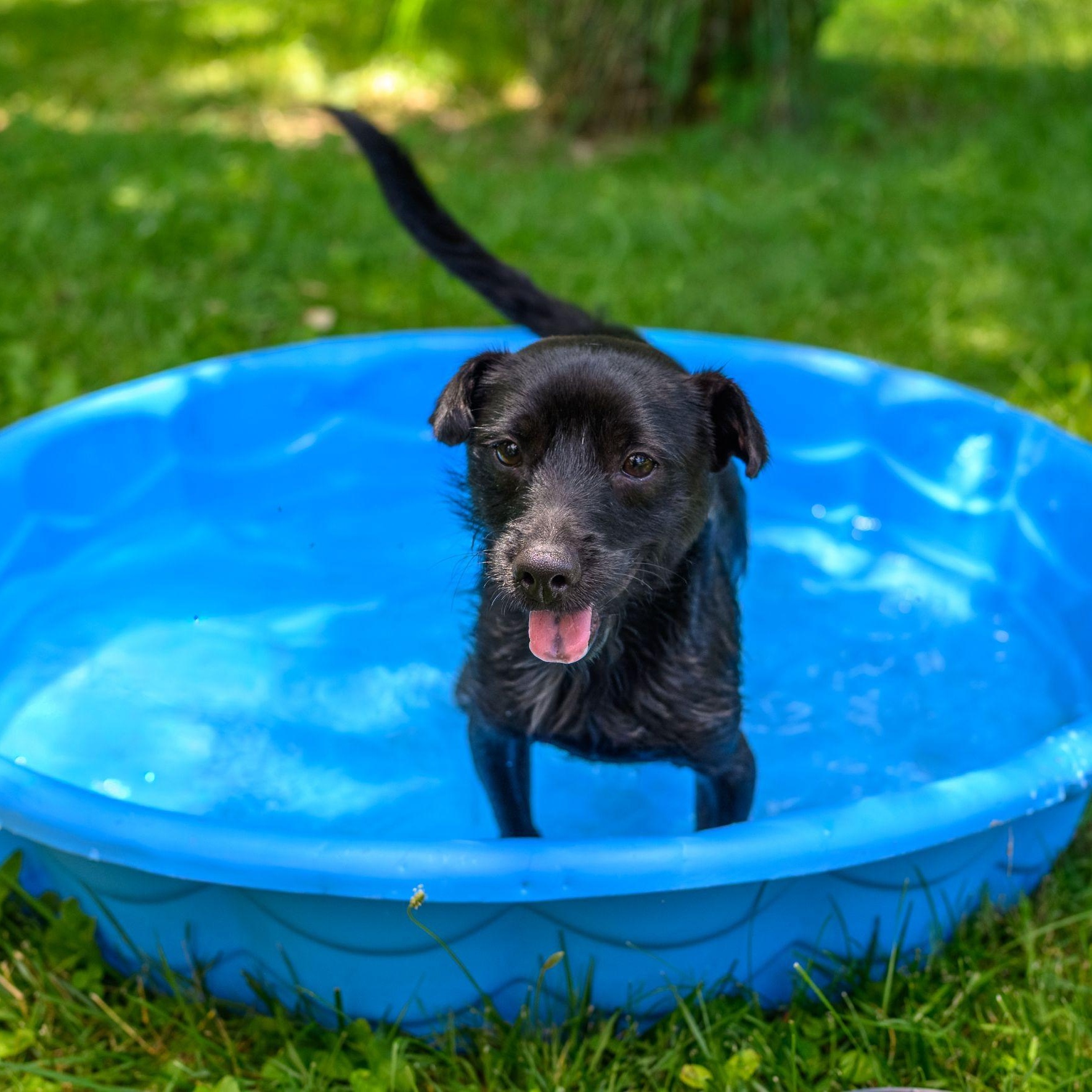 Enlarge ZERO, a ADOPTABLE Terrier in Hamilton, NJ image 4/6