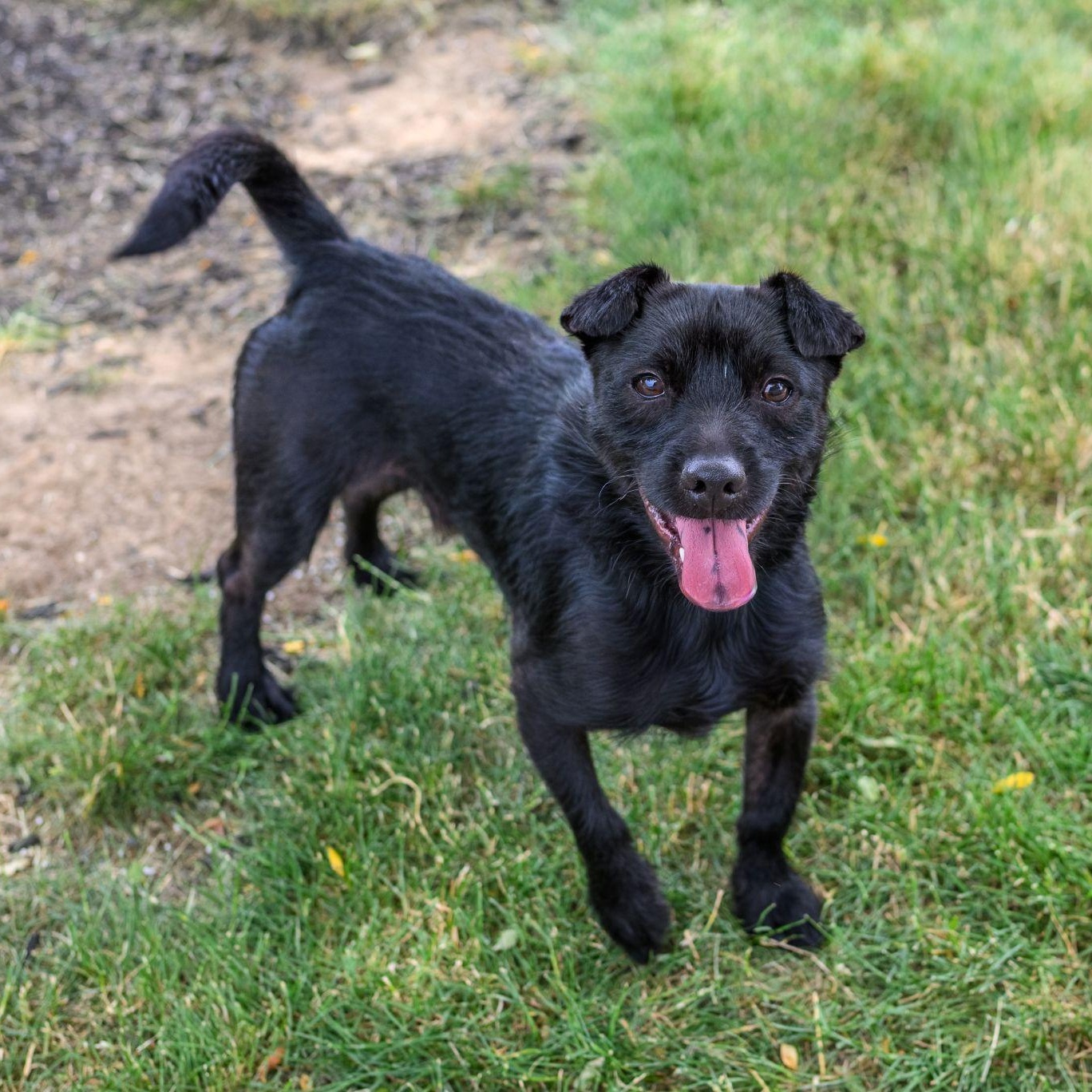 Enlarge ZERO, a ADOPTABLE Terrier in Hamilton, NJ image 2/6