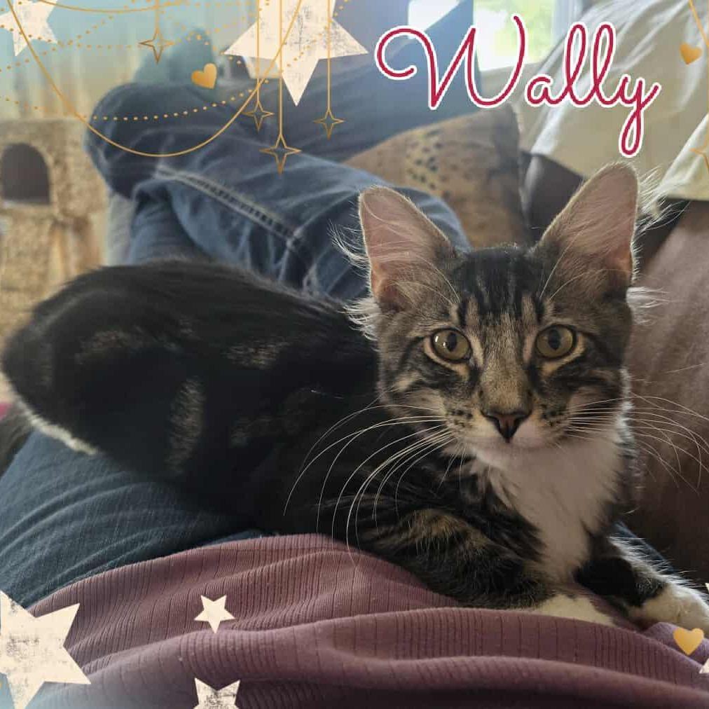 Wally, Adoptable, Kitten Male Domestic Short Hair.