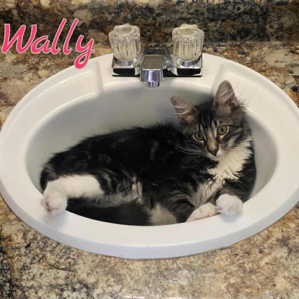 Enlarge Wally, a Adoptable Domestic Short Hair in Tulsa, OK image 2/4