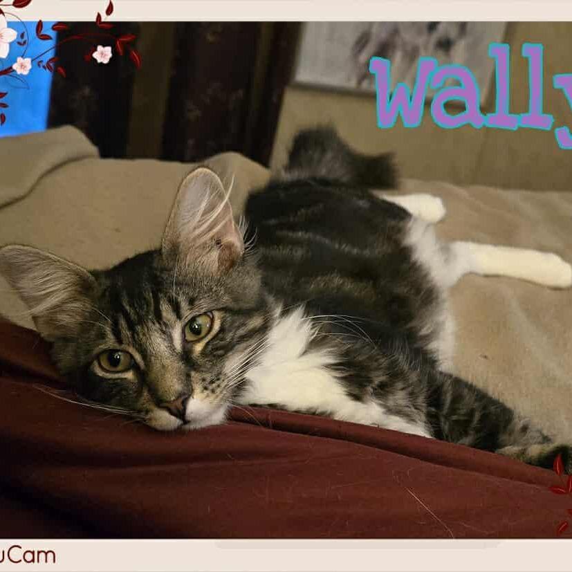 Enlarge Wally, a Adoptable Domestic Short Hair in Tulsa, OK image 3/4