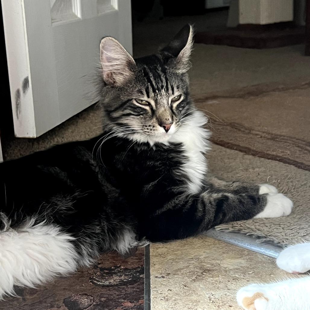 Enlarge Wally, a Adoptable Domestic Short Hair in Tulsa, OK image 4/5