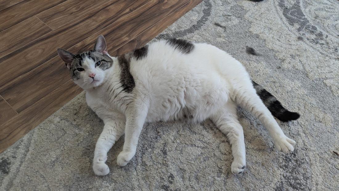 Ganache, Adoptable, Adult Male Domestic Short Hair.