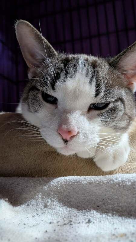 Enlarge Ganache, a Adoptable Domestic Short Hair in Kalamazoo, MI image 2/2