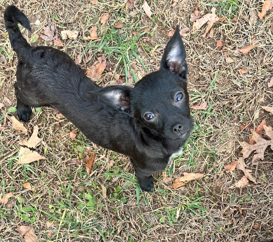Ana, Adopted, Young Female Chihuahua.