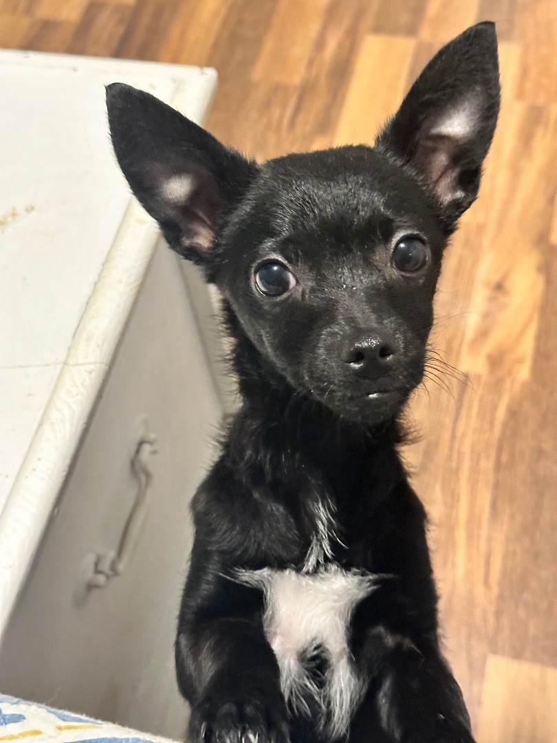 Ana, a Adopted Chihuahua image 3/3