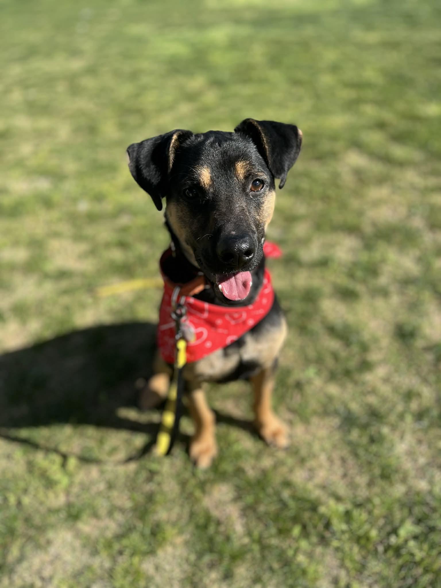 Enlarge Levi, an adopted mixed breed in Poway, CA image 2/4