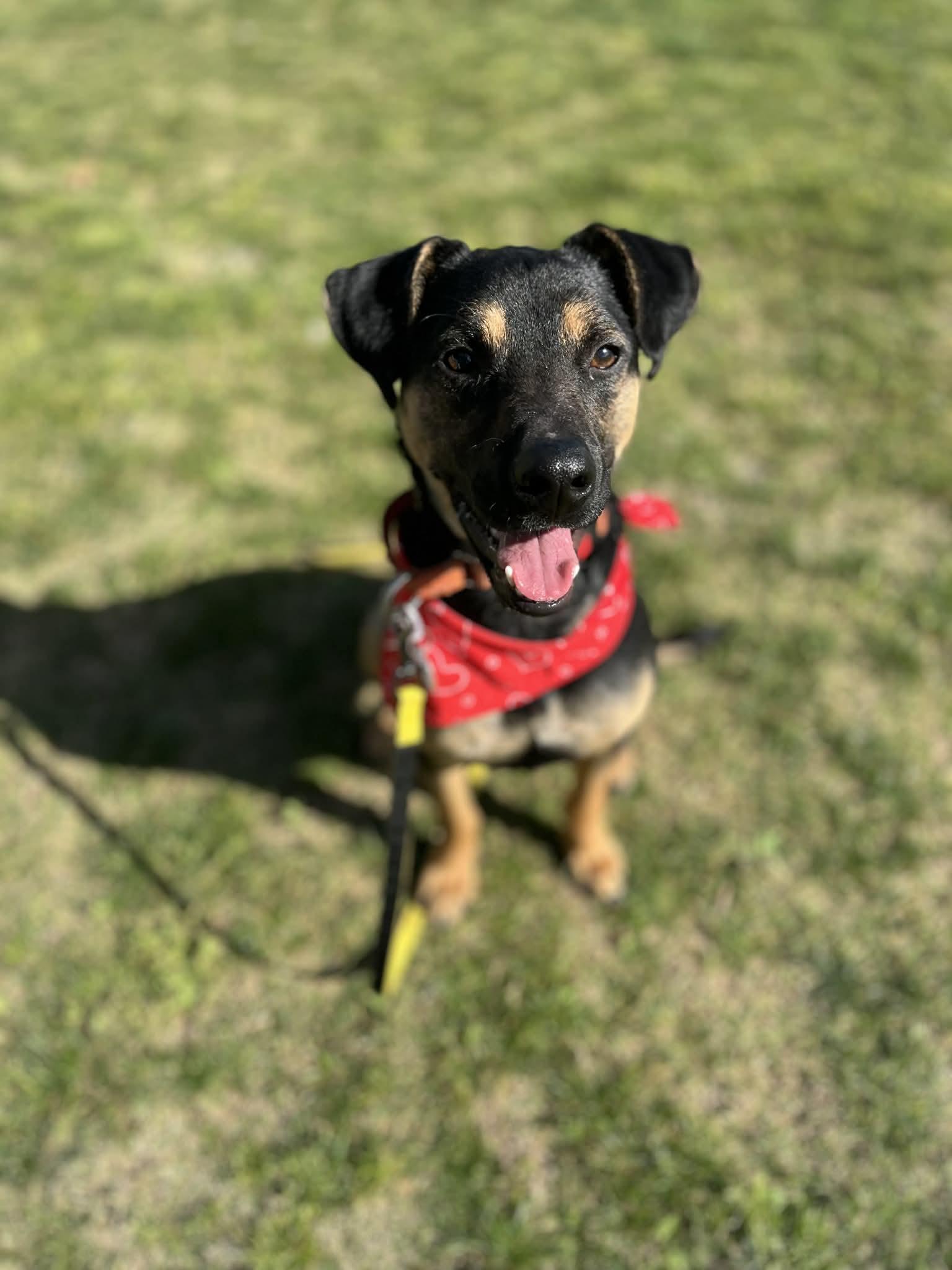 Enlarge Levi, an adopted mixed breed in Poway, CA image 4/4