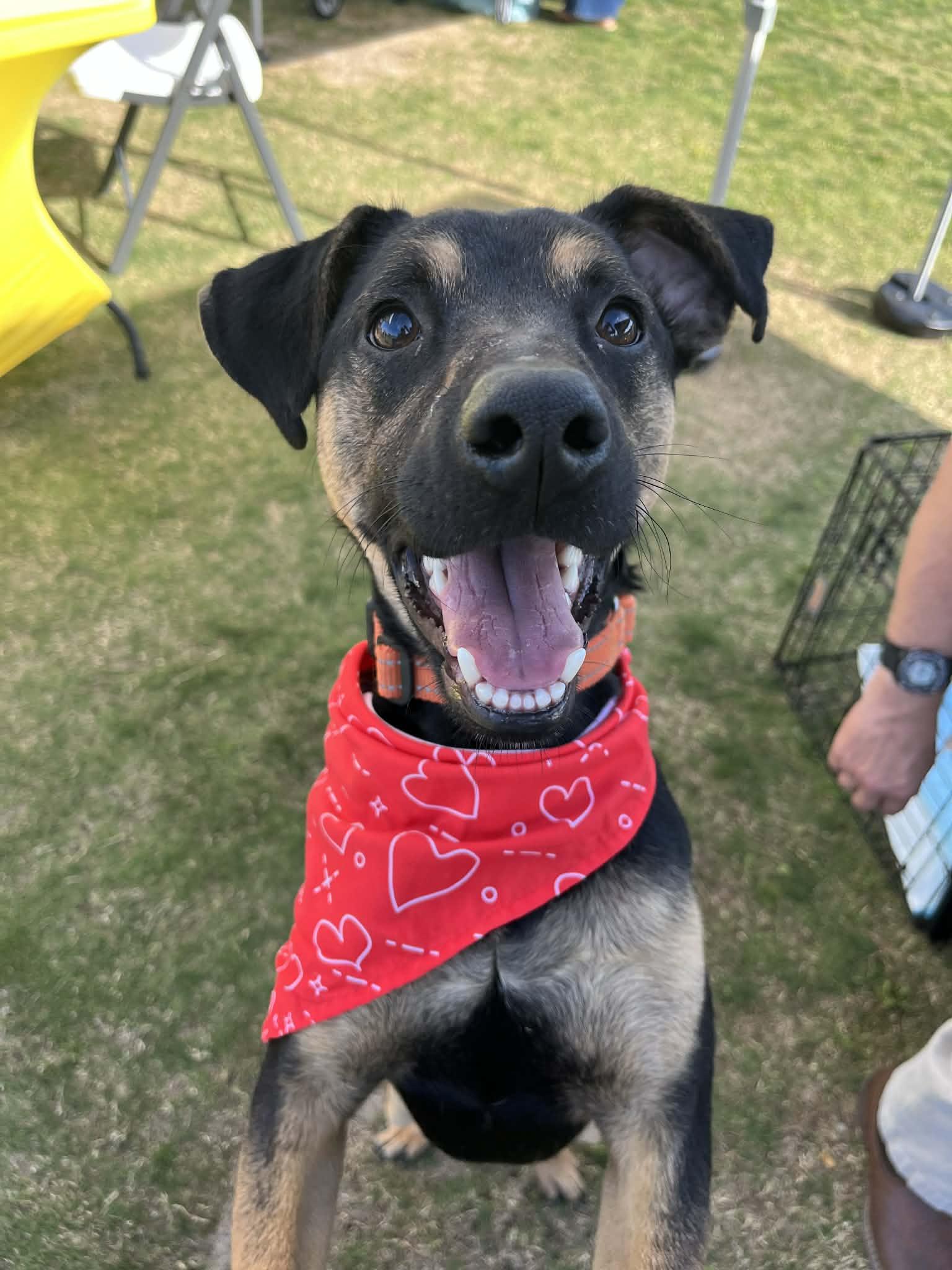 Enlarge Levi, an adopted mixed breed in Poway, CA image 1/4
